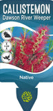 Callistemon Dawson River Weeper