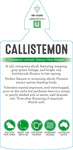 Callistemon Dawson River Weeper