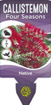 Callistemon Four Seasons
