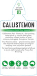 Callistemon Four Seasons