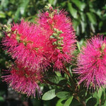 Callistemon Hot Pink