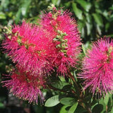 Callistemon Hot Pink