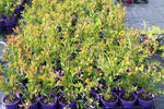 Callistemon Hot Pink