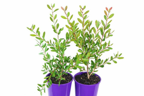 Callistemon Hot Pink