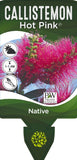 Callistemon Hot Pink