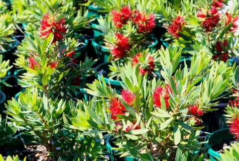 Callistemon Little John