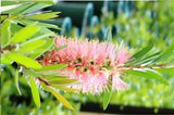 Callistemon Pink Champagne