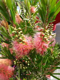 Callistemon Pink Champagne
