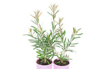 Callistemon Pink Champagne