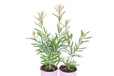Callistemon Pink Champagne