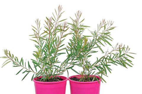 Callistemon Pink Champagne