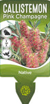 Callistemon Pink Champagne