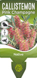 Callistemon Pink Champagne