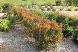 Callistemon Red Alert KPS38