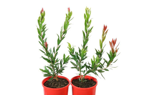 Callistemon Red Alert KPS38