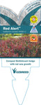 Callistemon Red Alert KPS38