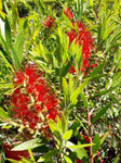 Callistemon Saint Mary MacKillop