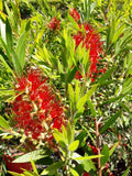 Callistemon Saint Mary MacKillop