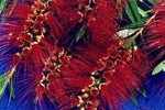 Callistemon Saint Mary MacKillop