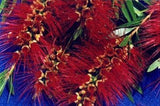 Callistemon Saint Mary MacKillop