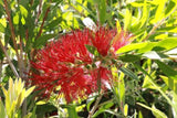 Callistemon Saint Mary MacKillop
