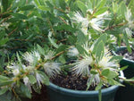 Callistemon citrinus White Anzac