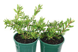 Callistemon citrinus White Anzac