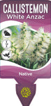 Callistemon citrinus White Anzac