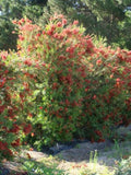 Callistemon viminalis Slim TM CV01