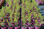 Callistemon viminalis Slim TM CV01