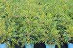 Callistemon viminalis Slim TM CV01