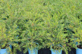 Callistemon viminalis Slim TM CV01