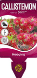 Callistemon viminalis Slim TM CV01