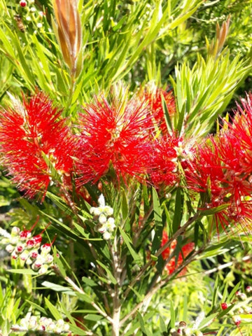 Callistemon viminalis Prolific