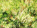 Callistemon viminalis Wilderness White