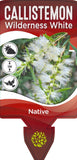 Callistemon viminalis Wilderness White