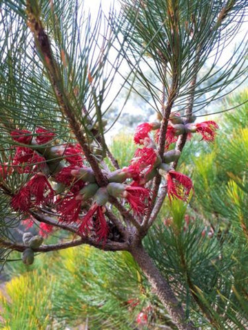 Calothamnus quadrifidus