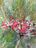 Calothamnus quadrifidus