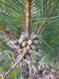 Calothamnus quadrifidus