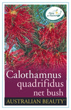 Calothamnus quadrifidus