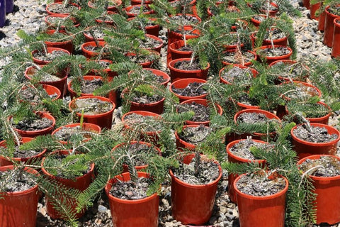 Calothamnus quadrifidus Little Ripper