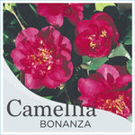 Camellia Bonanza