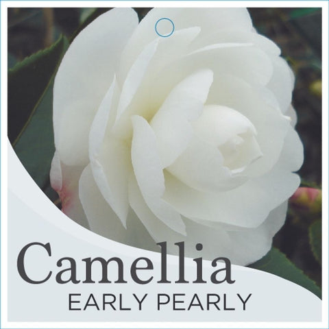 Camellia Early Pearly