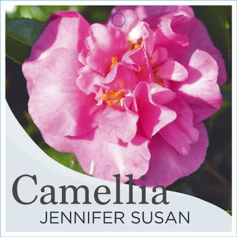 Camellia Jennifer Susan