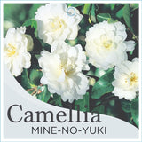 Camellia Mine No Yuki