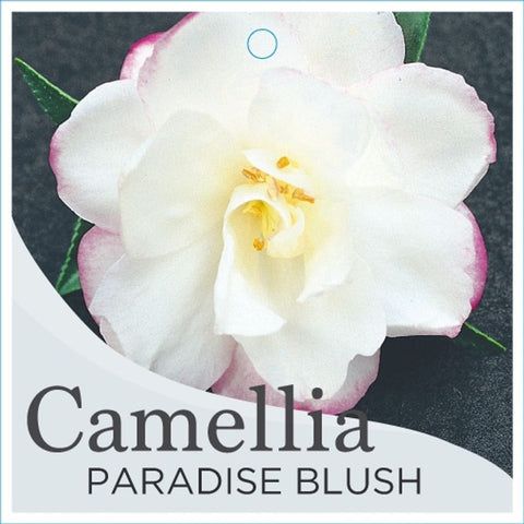 Camellia Paradise Blush