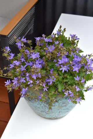 Campanula Blue Waterfall