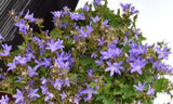 Campanula Blue Waterfall