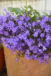 Campanula Catharina