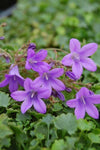 Campanula Catharina